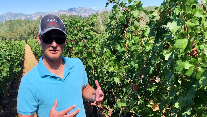 In the Vineyard at Hobel: Cluster Control