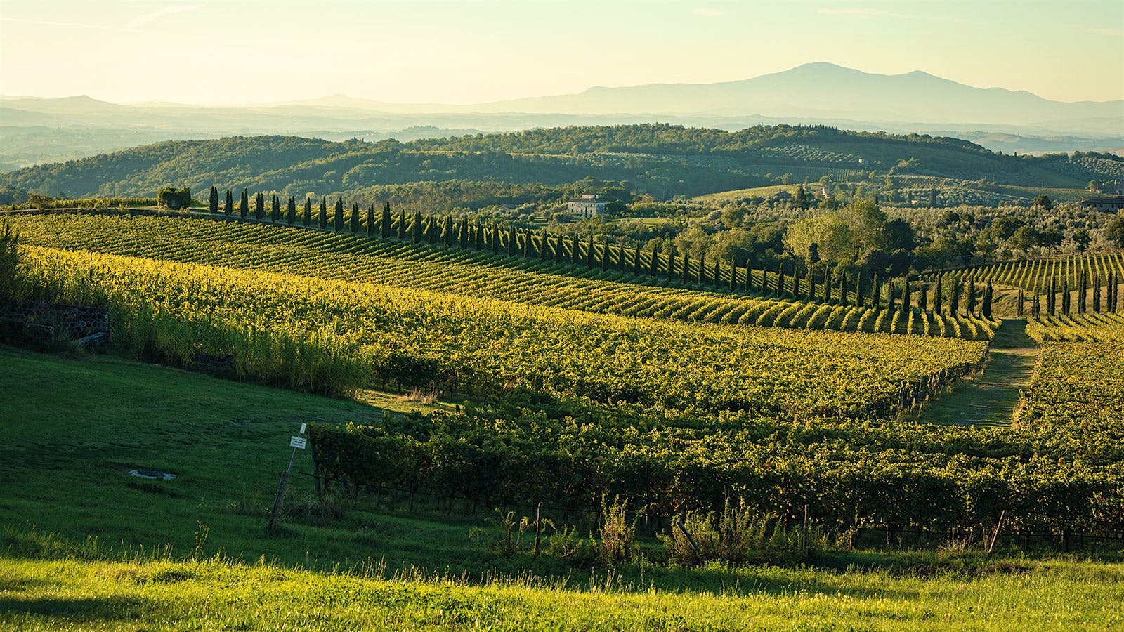 Vineyards in the Castelnuovo Berardenga commune