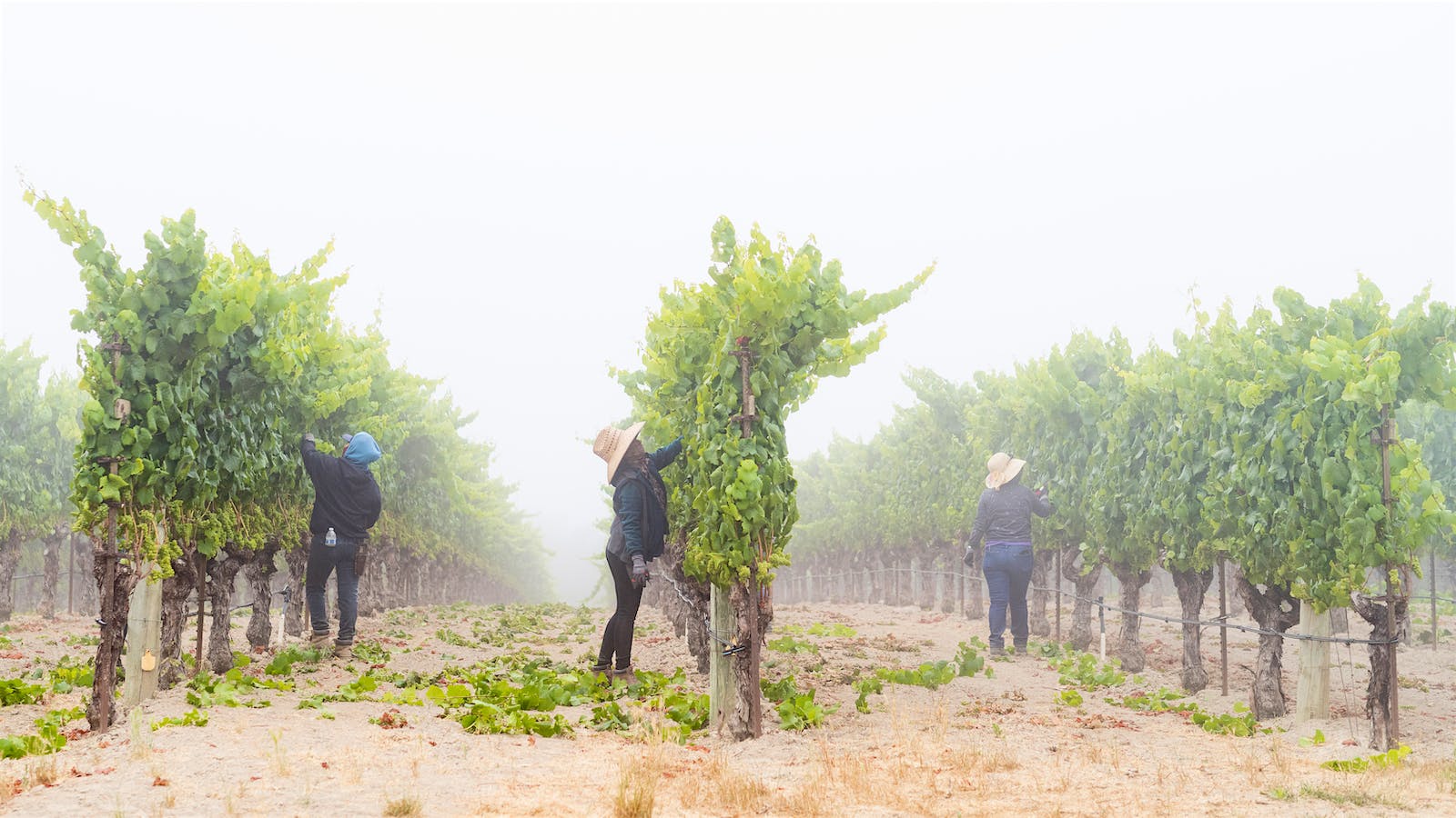 Vine Hill Chardonnay vineyard in California's Russian River Valley