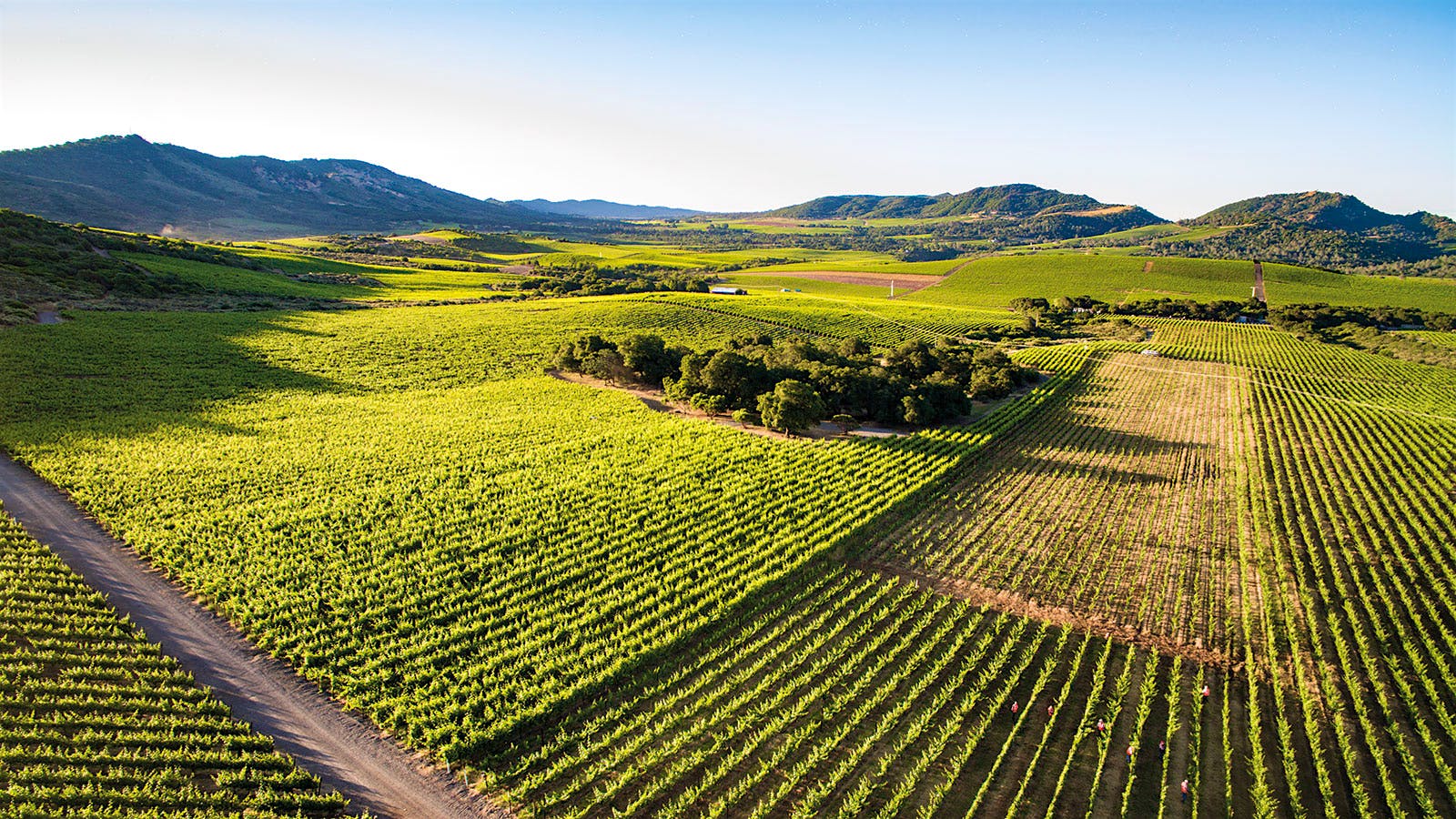 A panoramic view of the Atlas Peak landscape, featuring Stagecoach Vineyard