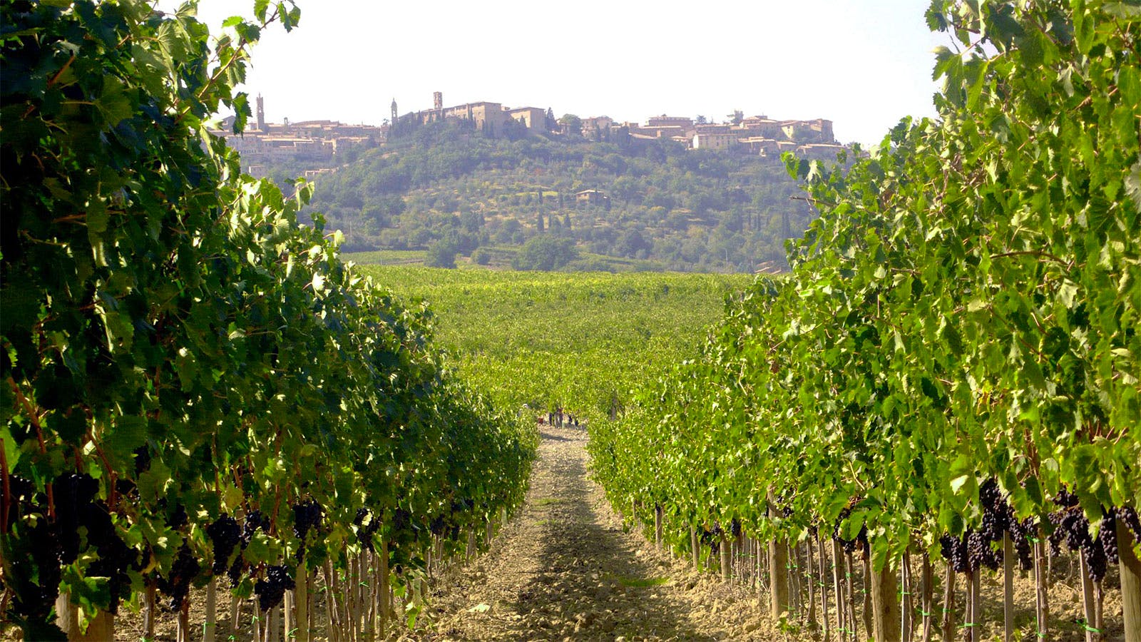 Pinino Vineyard in Montalcino