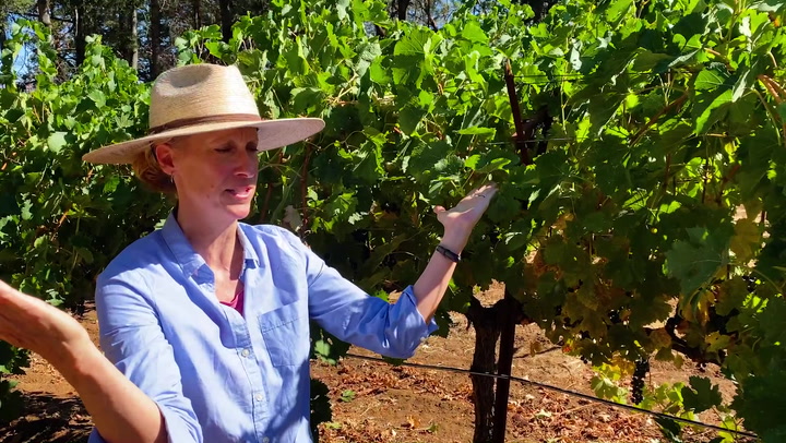 In the Vineyard at Togni