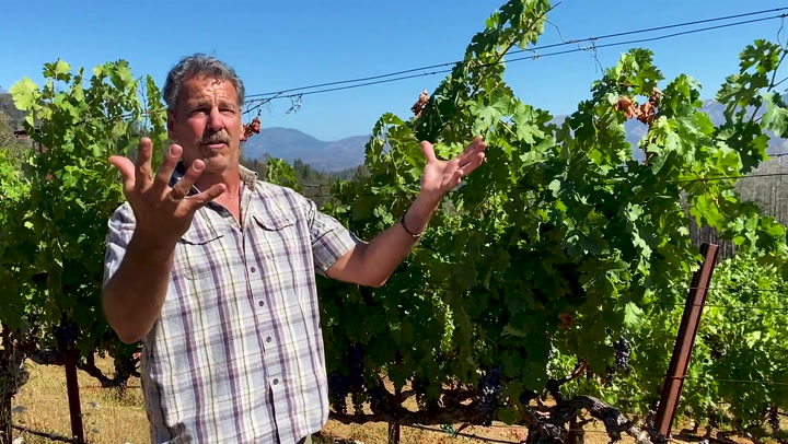 In the Vineyard at Lokoya: Spring Mountain Cabernet