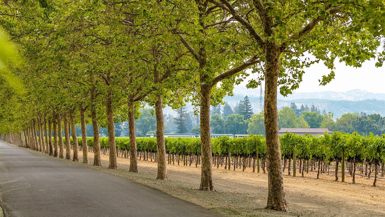 Beaulieu Vineyard's Ranch No. 1 vines with trees in Rutherford, Napa Valley, California