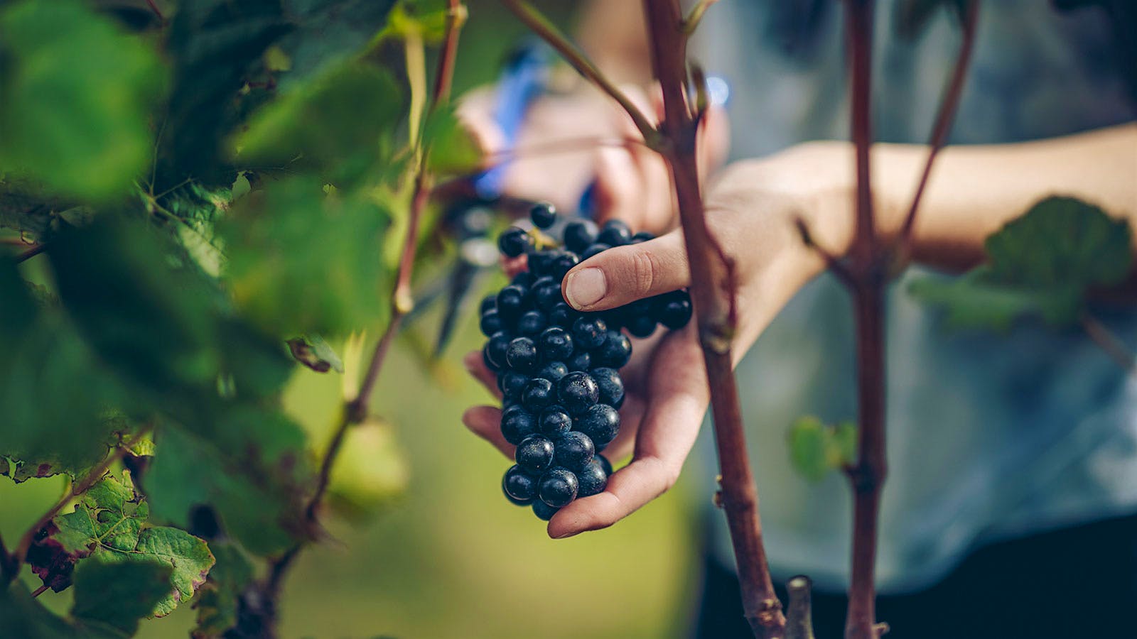 A member of the Astrolabe vineyard work team cutting a cluster of Pinot Noir from a vine in Australia