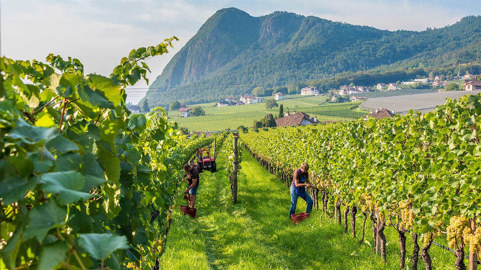 People working in a Cantina Terlano vineyard in Italy's Trentino–Alto Adige region