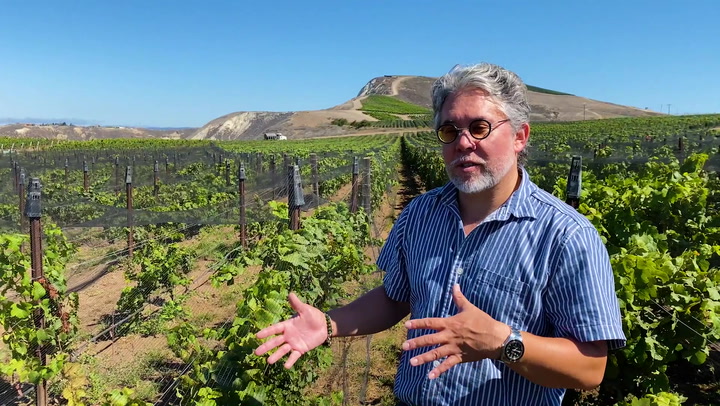 In the (Experimental) Vineyard at Domaine de la Côte